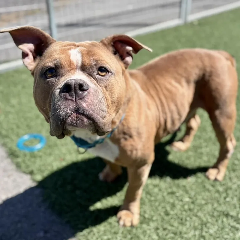 An adult medium-sized female Yellow / Tan / Blond / Fawn American Bulldog dog named Lady for adoption in Whitehall, PA