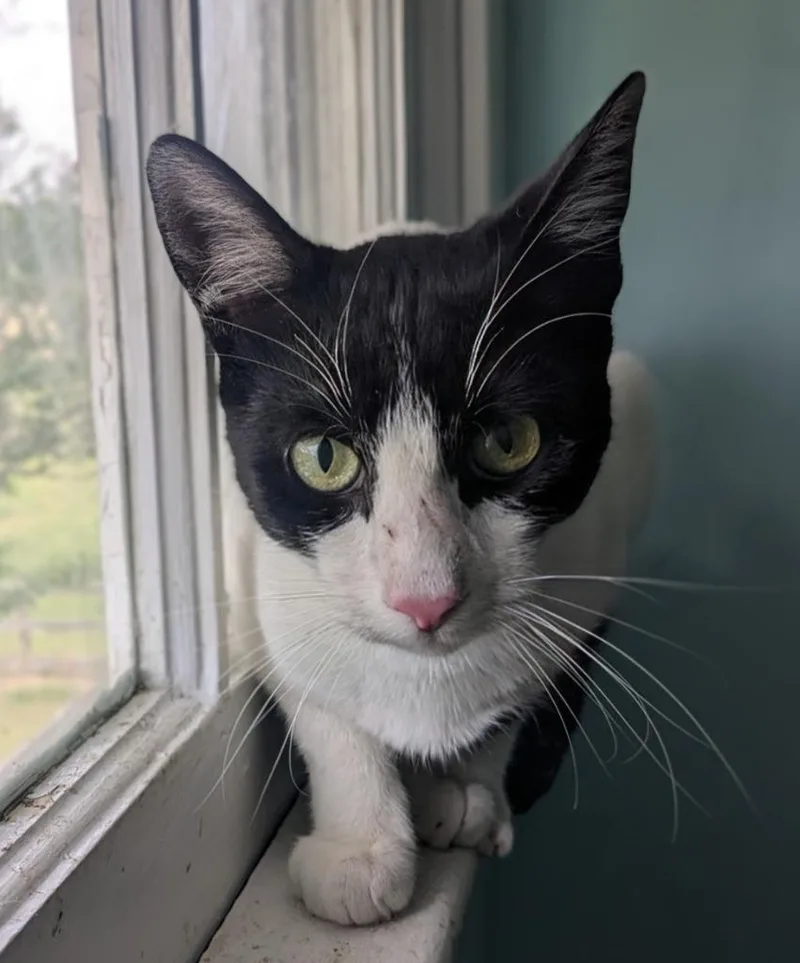 A baby medium-sized male Domestic Short Hair cat named General Tso's Tofu for adoption in Hardeeville, SC
