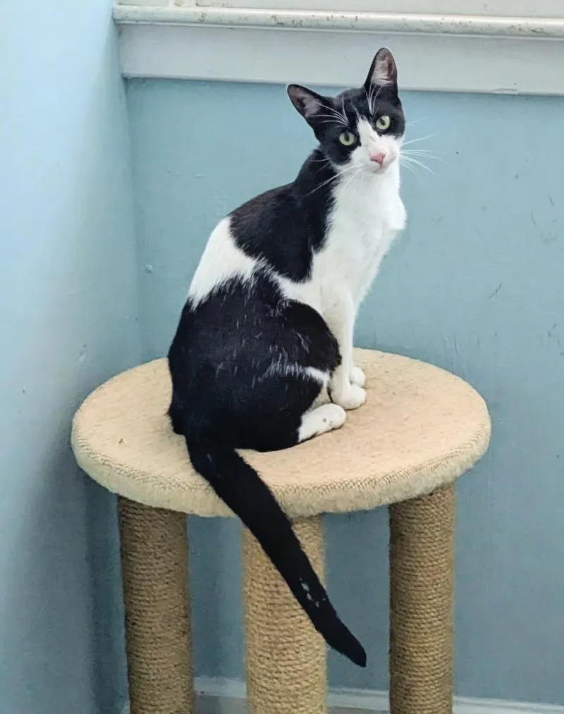 General Tso's Tofu thumbnail 2