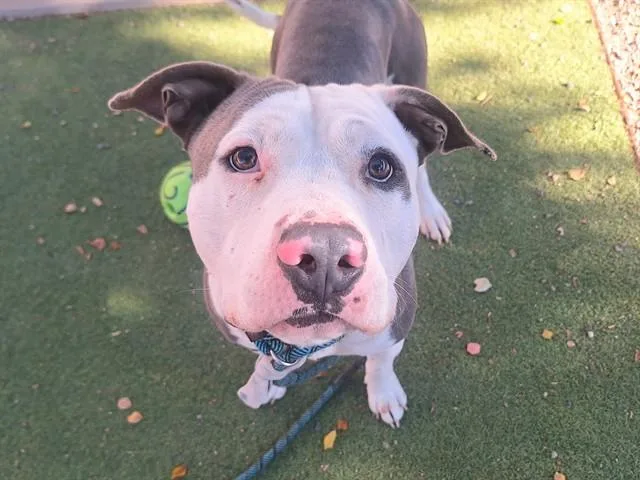 An adult large-sized male Pit Bull Terrier dog named Cheddar for adoption in Mesa, AZ
