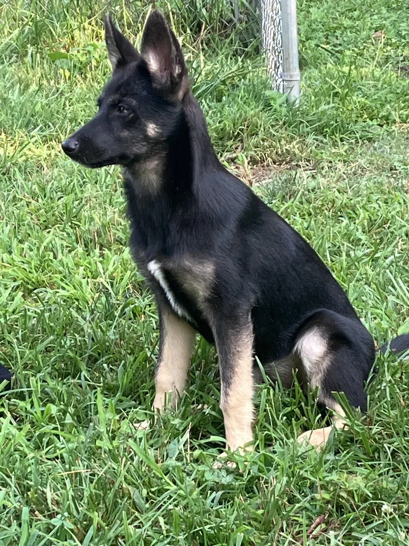A baby medium-sized female German Shepherd Dog dog named Platinum for adoption in Centreville, VA