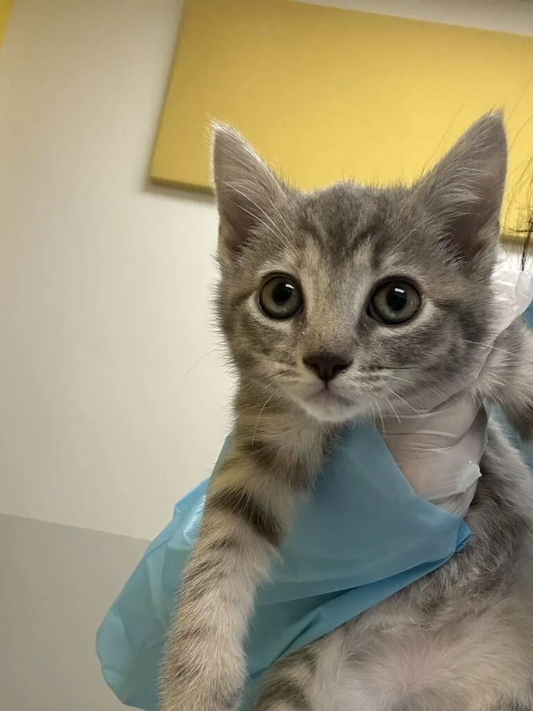 A baby small-sized female Tabby (Gray / Blue / Silver) Domestic Short Hair cat named Laka for adoption in Raleigh, NC
