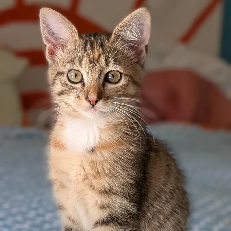 A baby small-sized female Calico Domestic Short Hair cat named Gadget Chino Hills for adoption in Chino Hills, CA