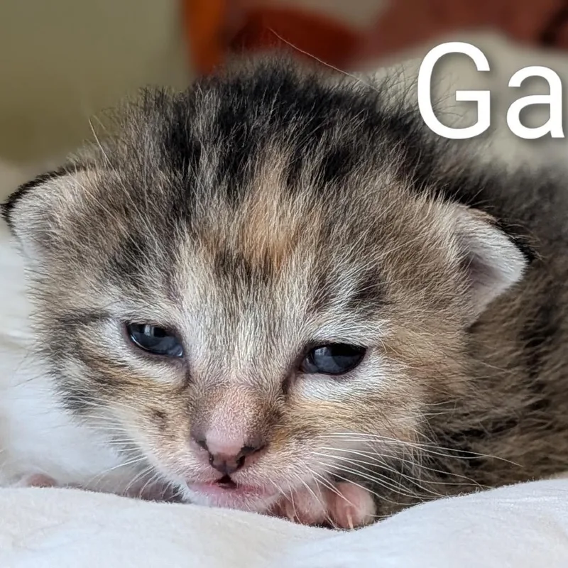 Gadget  Chino Hills thumbnail 6