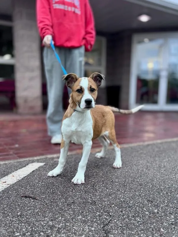 A young medium-sized male Brown / Chocolate Mixed Breed dog named Mr. Jones for adoption in Wooster, OH