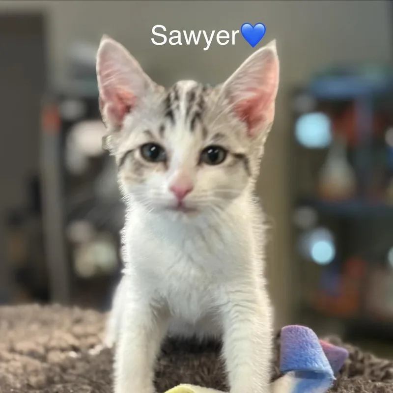 A baby small-sized male Gray / Blue / Silver Domestic Short Hair cat named Sawyer for adoption in Peachtree City, GA