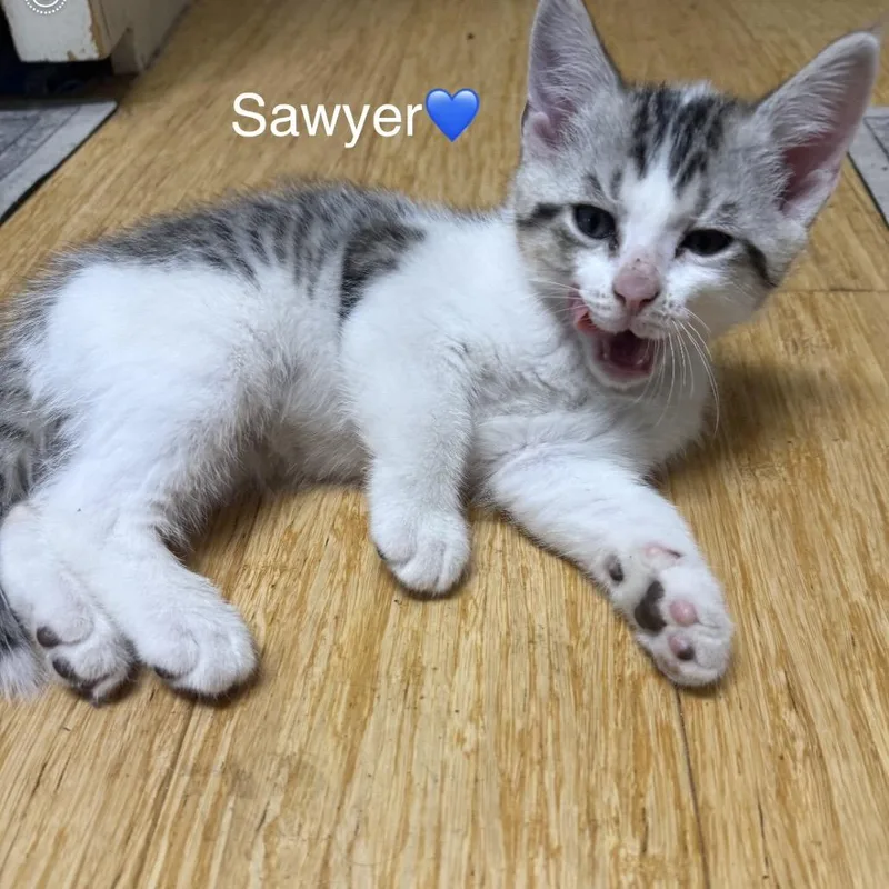 Sawyer thumbnail 3