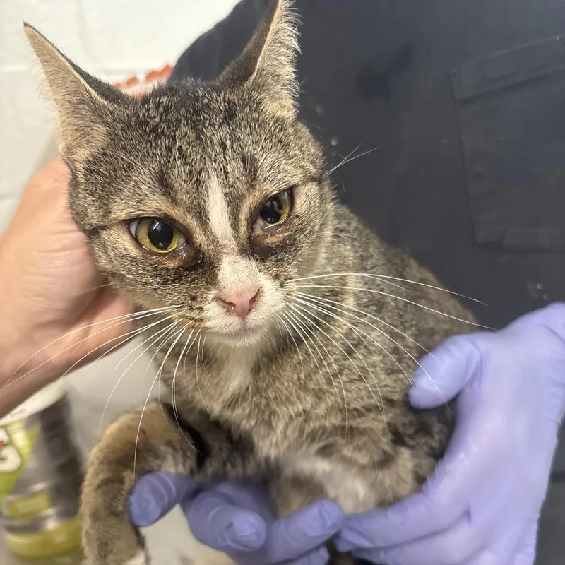 A young medium-sized female Domestic Short Hair cat named Dumpling for adoption in Clanton, AL