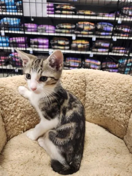 A baby medium-sized female Tabby (Gray / Blue / Silver) Domestic Short Hair cat named Two tails one for adoption in Berkeley Heights, NJ