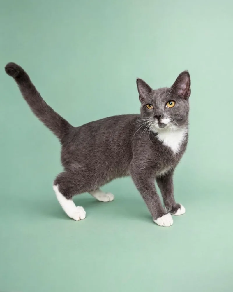 A baby small-sized male Domestic Long Hair cat named Gray Ghost for adoption in Tifton, GA