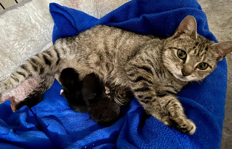 A young medium-sized female Domestic Short Hair cat named Bea for adoption in Pensacola, FL