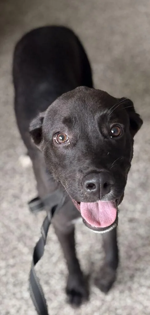 A young medium-sized male Mixed Breed dog named Scar for adoption in Jackson, MI