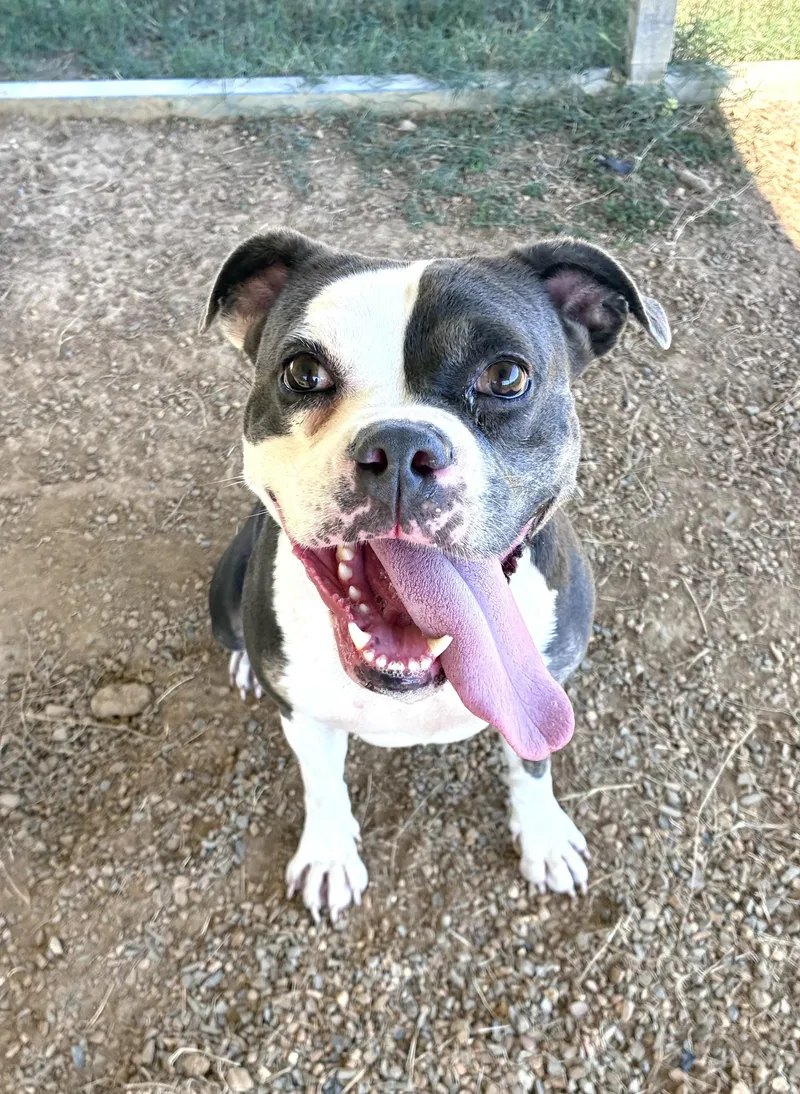 An adult medium-sized female Boxer dog named Ginger for adoption in Senatobia, MS