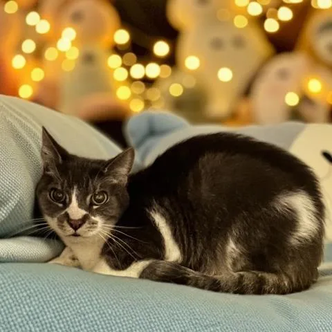 An adult small-sized male Domestic Short Hair cat named Bogart for adoption in Clinton Township, MI