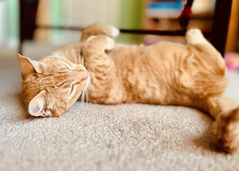 A young medium-sized male Tabby cat named Leon for adoption in Bellingham, WA