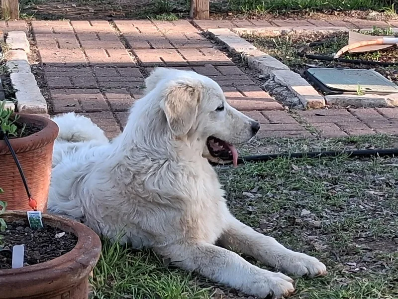 A young large-sized male Great Pyrenees dog named Huck Sat for adoption in Quinlan, TX