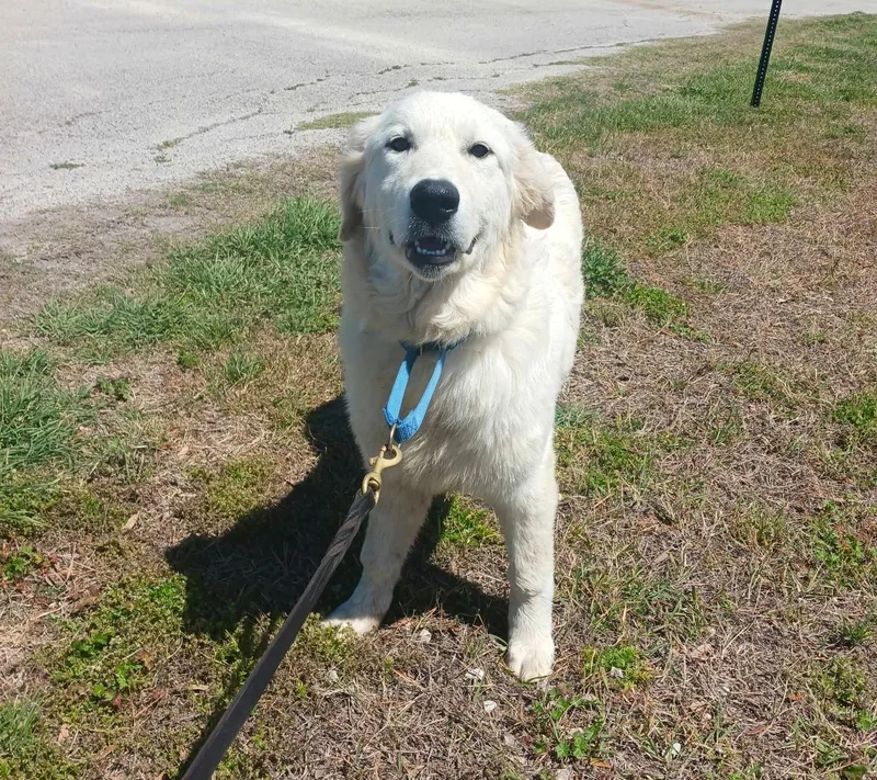 Huck Sat thumbnail 3