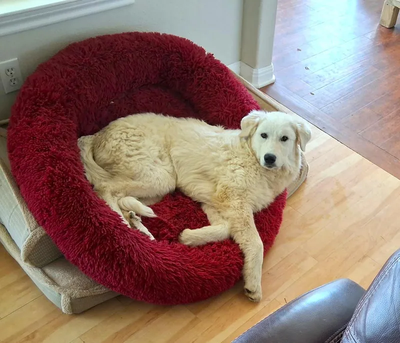 Huck Sat thumbnail 4