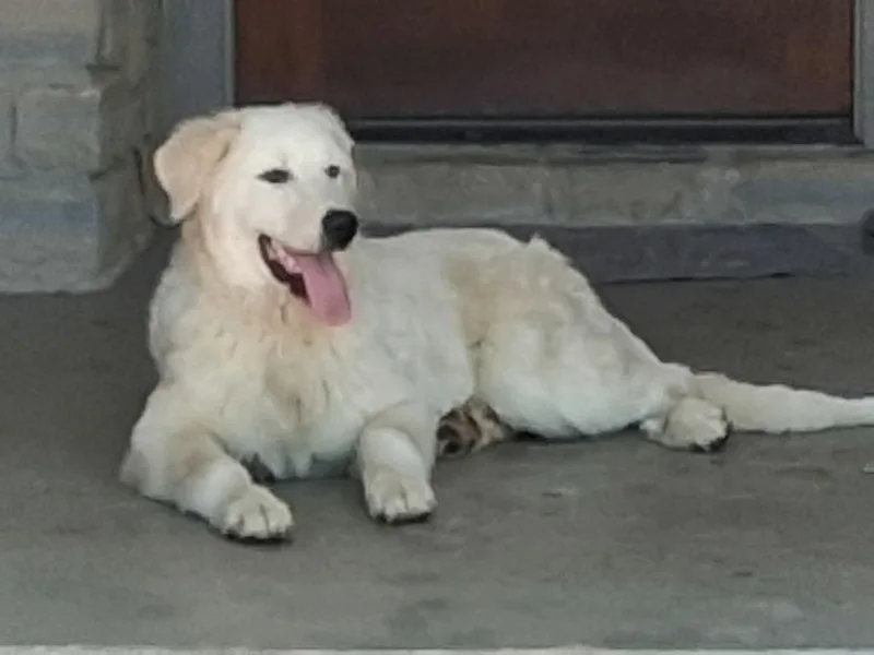 Huck Sat thumbnail 5