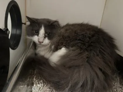 An adult medium-sized male Domestic Medium Hair cat named Warren for adoption in Fairfax, VA