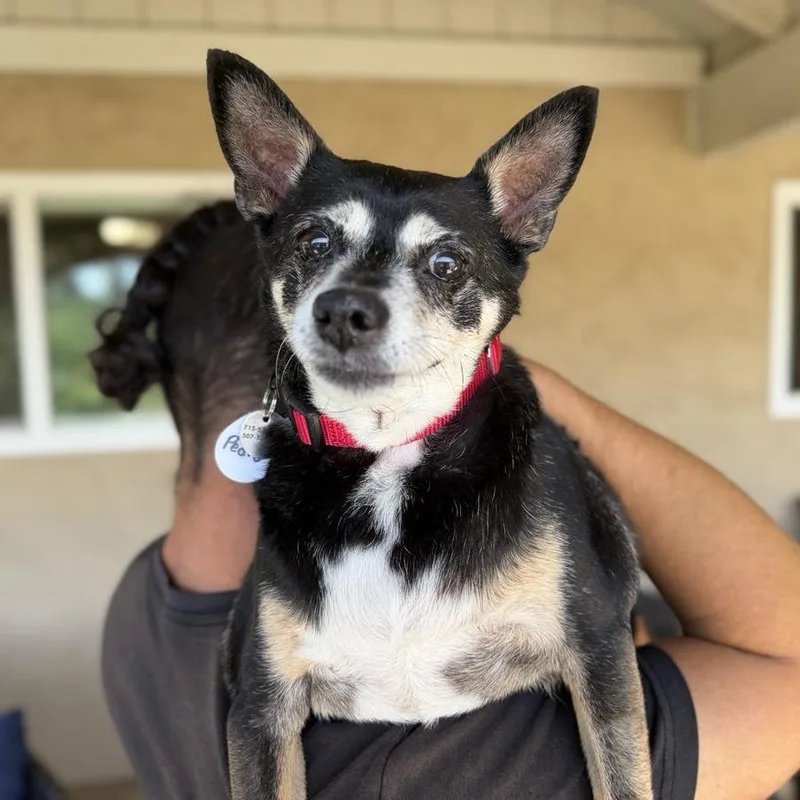 A senior small-sized male Black Chihuahua dog named Pedro for adoption in Ramona, CA