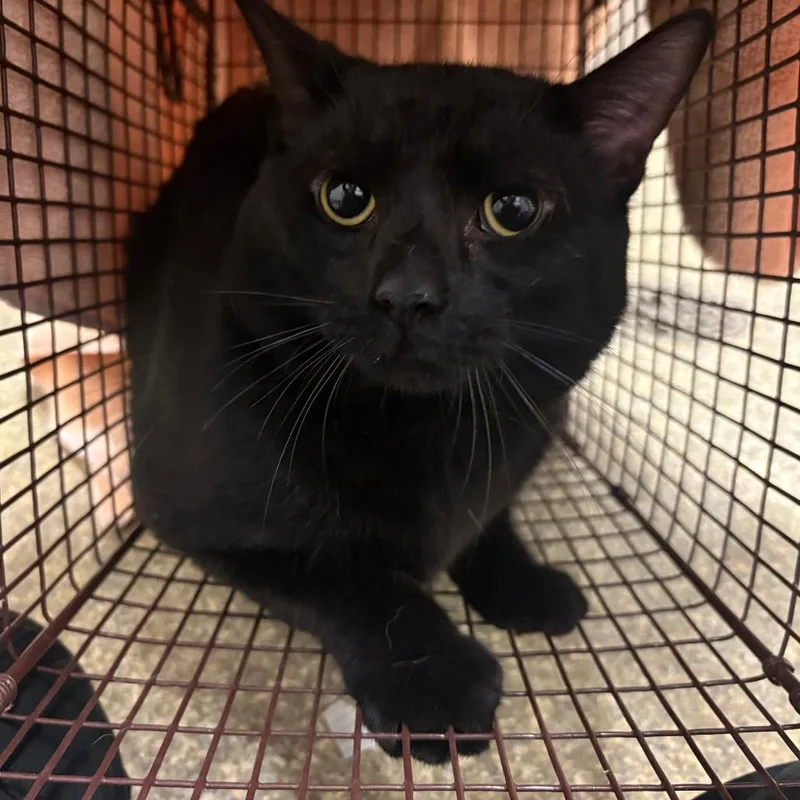 An adult large-sized male Black Domestic Short Hair cat named Daffy for adoption in San Gabriel, CA