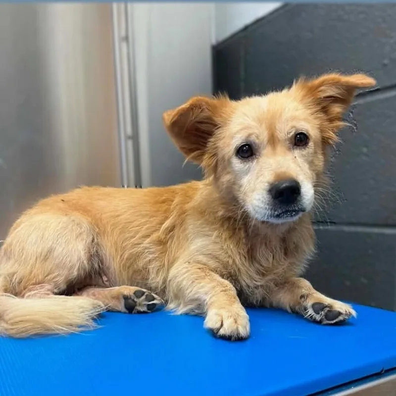 An adult small-sized female Mixed Breed dog named North for adoption in Long Island City, NY