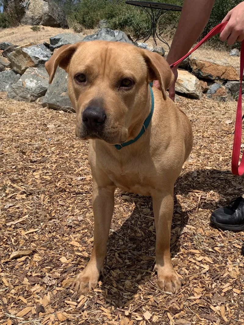 An adult large-sized female Golden Terrier dog named Flora for adoption in Grass Valley, CA