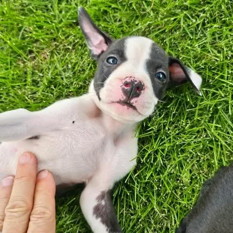 A baby medium-sized male Black Pit Bull Terrier dog named Barry for adoption in Fort Worth, TX