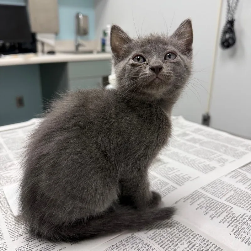 A baby small-sized female Gray / Blue / Silver Domestic Short Hair cat named Gravel for adoption in Jacksonville, FL