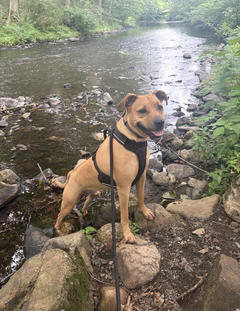 An adult medium-sized male Black Mouth Cur dog named Stink for adoption in Mendham, NJ