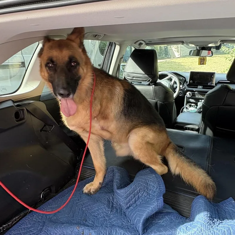 An adult large-sized male German Shepherd Dog dog named General for adoption in Batavia, OH