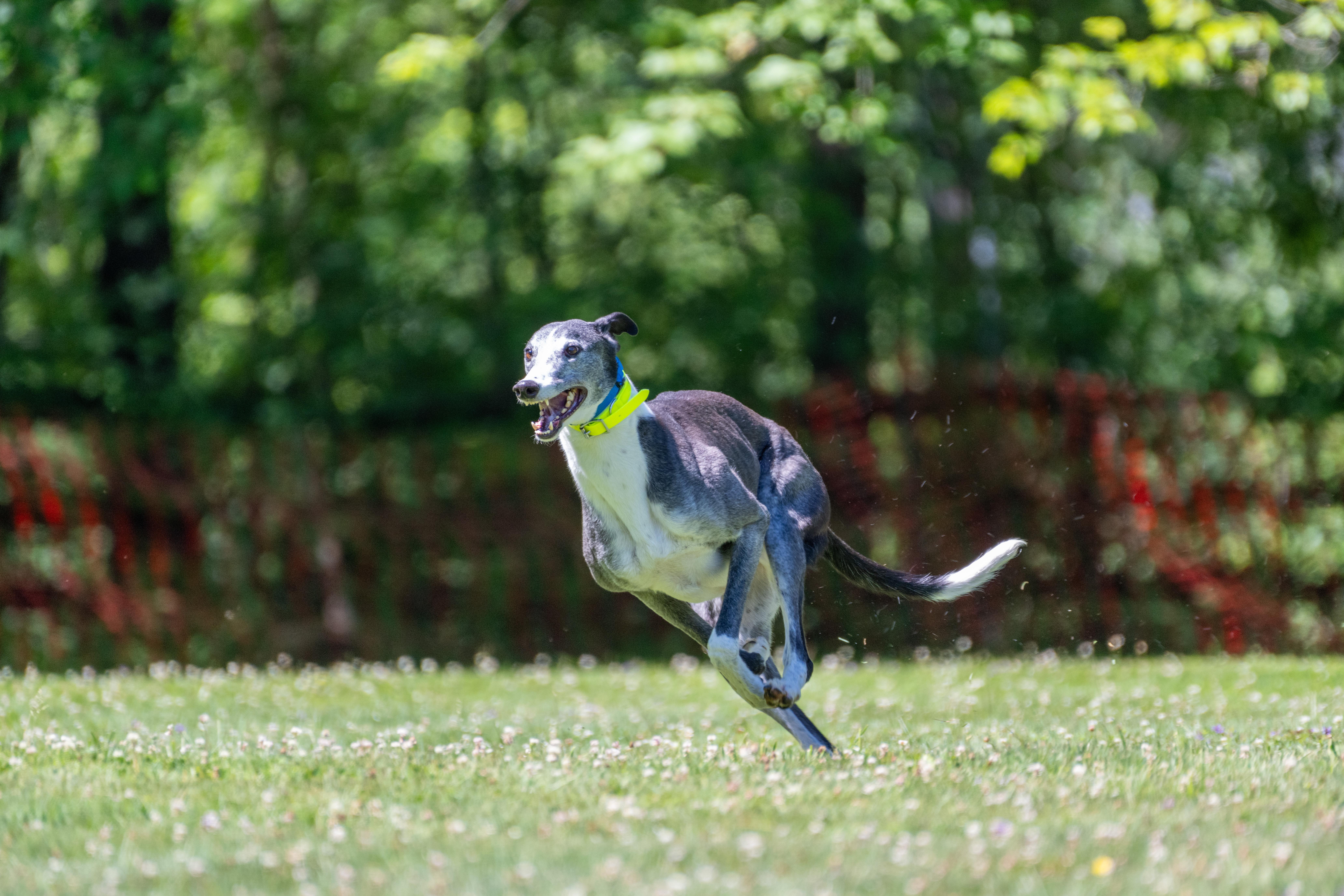 An adult large-sized male Black Greyhound dog named Singalong Billy "Billy" for adoption in Chagrin Falls, OH