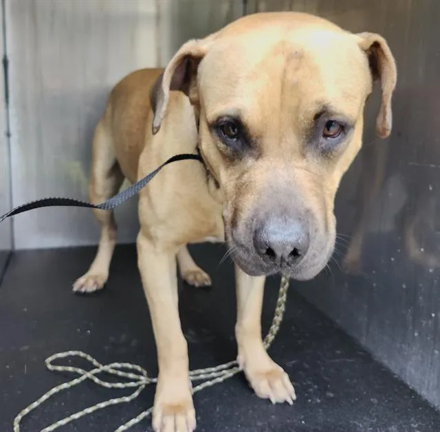 A young medium-sized male American Staffordshire Terrier dog named King for adoption in San Antonio, TX