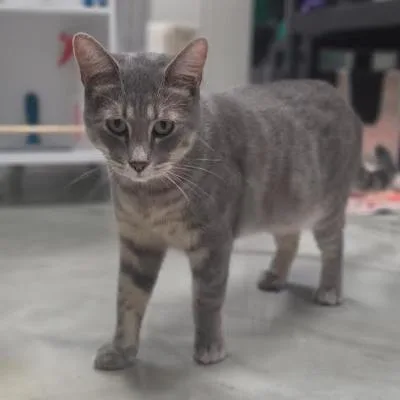 An adult small-sized male Domestic Short Hair cat named Lenny for adoption in Kennett Square, PA