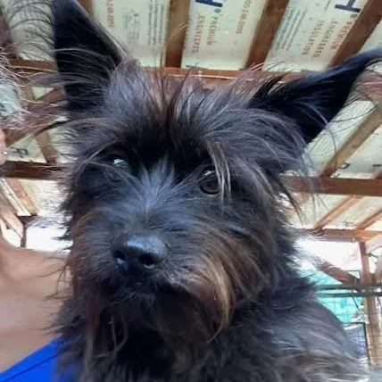 A young small-sized female Black Cairn Terrier dog named Scarlett for adoption in Sonoma, CA