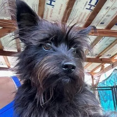 Scarlett thumbnail 2