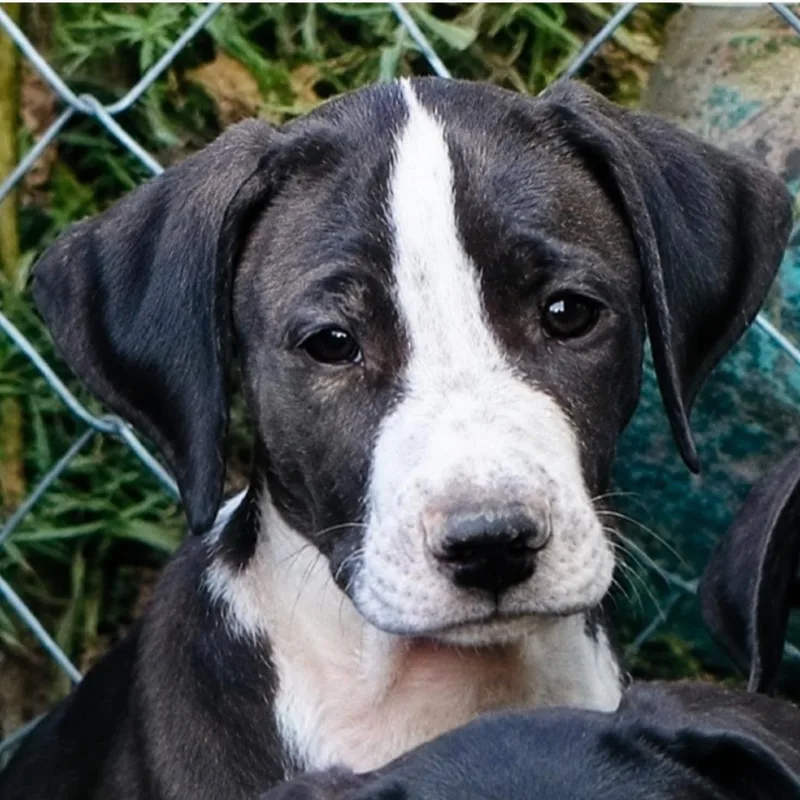 A baby medium-sized male Beagle dog named Camden for adoption in Rogersville, MO