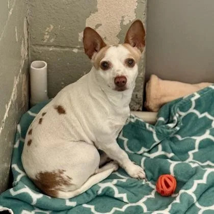 Starbeam thumbnail 2