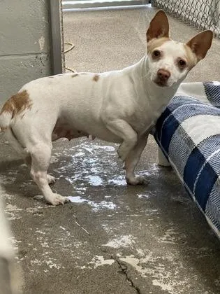 Starbeam thumbnail 3