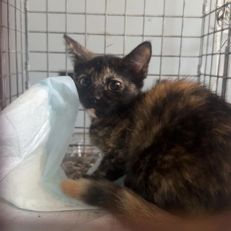 A baby small-sized female Domestic Short Hair cat named Twix for adoption in debary, FL