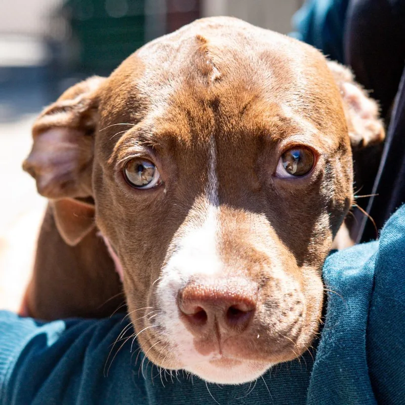A baby medium-sized female Brown / Chocolate Pit Bull Terrier dog named Gorilla Glue for adoption in Kennebunk, ME