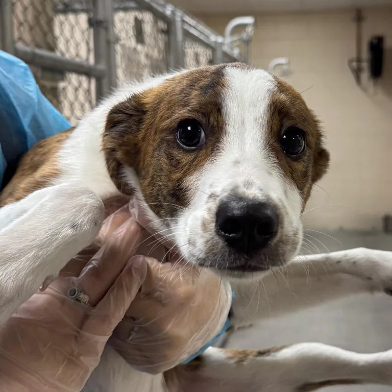 A baby small-sized male White / Cream Mixed Breed dog named Cinnamon Bun for adoption in Reno, NV