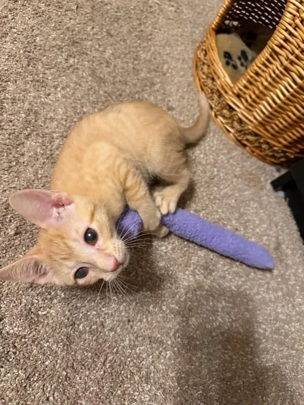 A young medium-sized male Orange / Red Domestic Short Hair cat named Helios for adoption in Fort Collins, CO