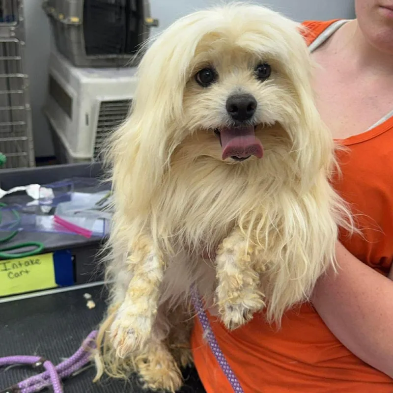A senior small-sized male White / Cream Mixed Breed dog named Shaggy for adoption in Fredericksburg, VA