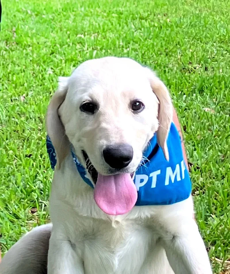 A baby medium-sized male Labrador Retriever dog named Scout for adoption in Willington, CT
