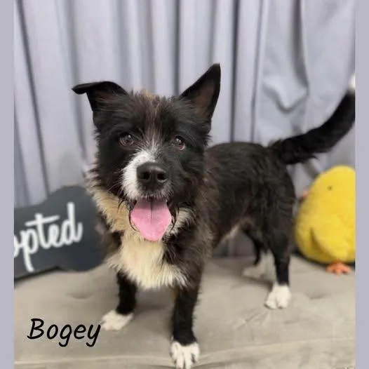 Bogey