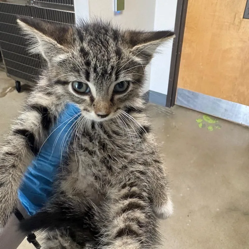 A baby small-sized female Gray / Blue / Silver Domestic Medium Hair cat named Tish for adoption in Columbiana, AL