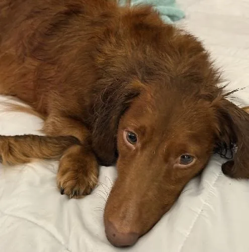 A young small-sized male Red / Chestnut / Orange Dachshund (Long Haired) dog named Odie for adoption in Georgetown, KY