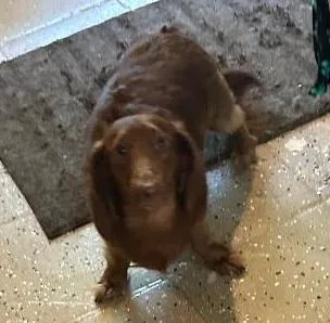 Odie thumbnail 3